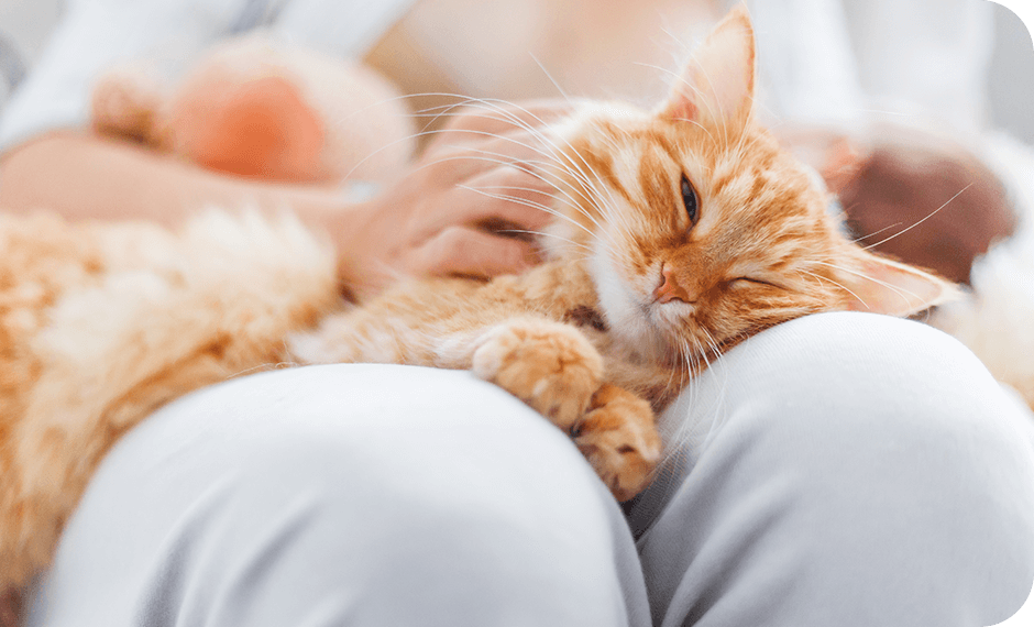 アニマルコミュニケーション